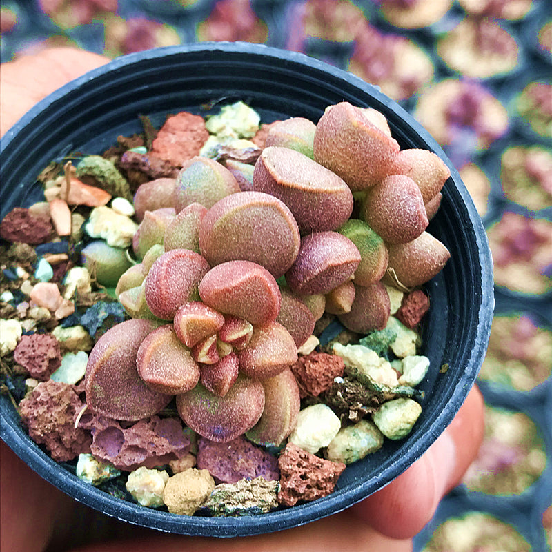 Adromischus marianae 'Tanqua Middelpos' : Real Live Succulent Cactus Plant