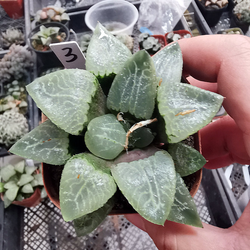 Haworthia comptoniana 'Garasu' : Real Live Succulent Cactus Plant
