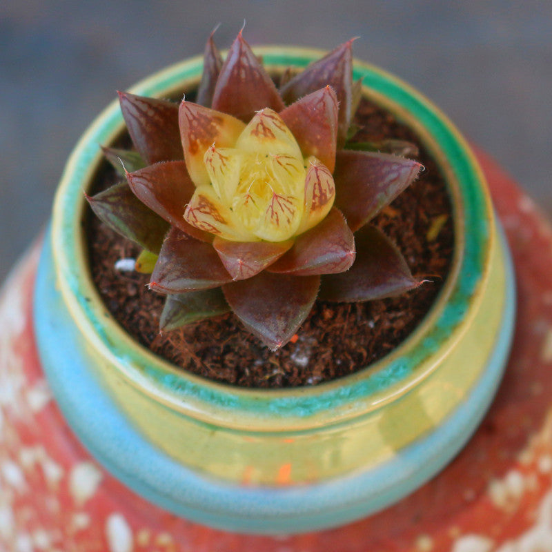 Haworthia obtusa 'Wick Variegata' : Real Live Succulent Cactus Plant
