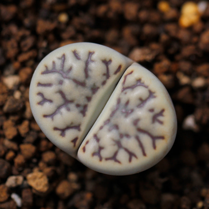 L. bromfieldii var. mennellii (L. Bolus) B. Fearn : Real Live Succulent Lithops Pseudotruncatella Plant