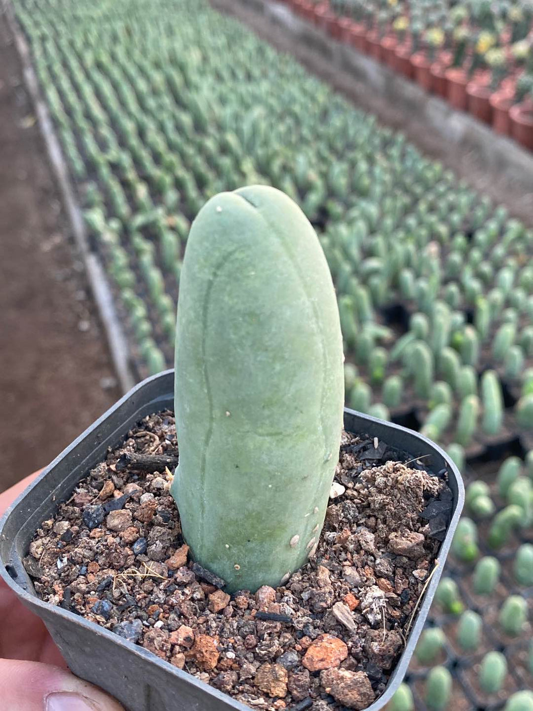 Real Live Succulent Cactus Plant : Trichocereus bridgesii forma monstrose inermis