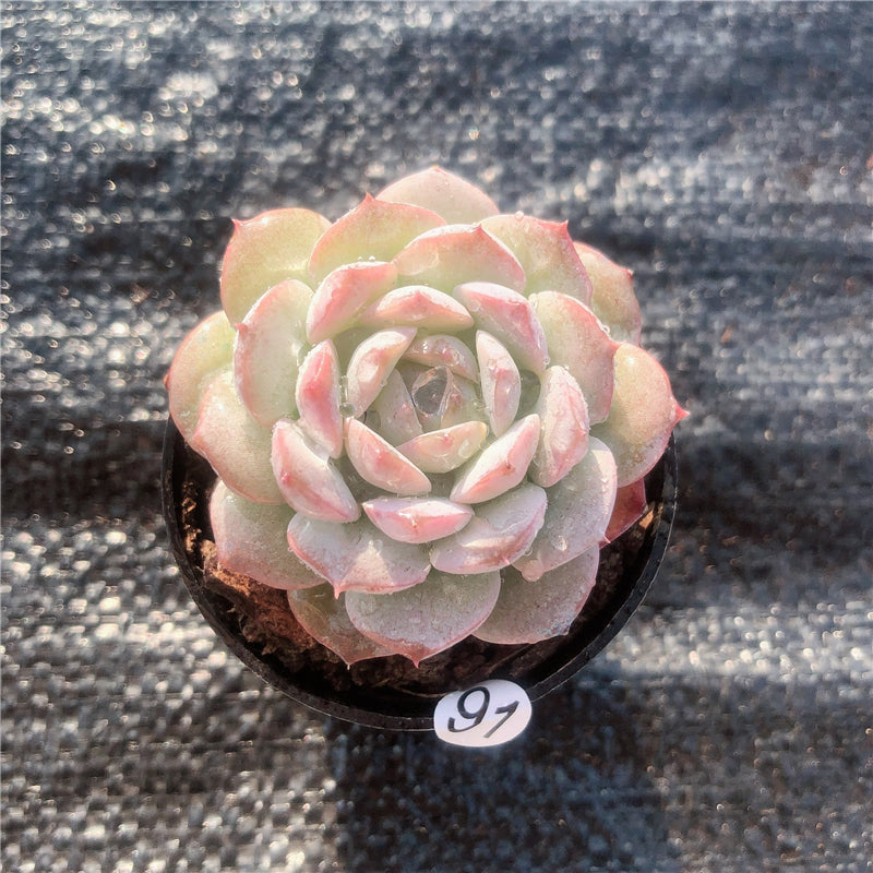 Real Live Succulent Cactus Plant : Echeveria Amazing grace