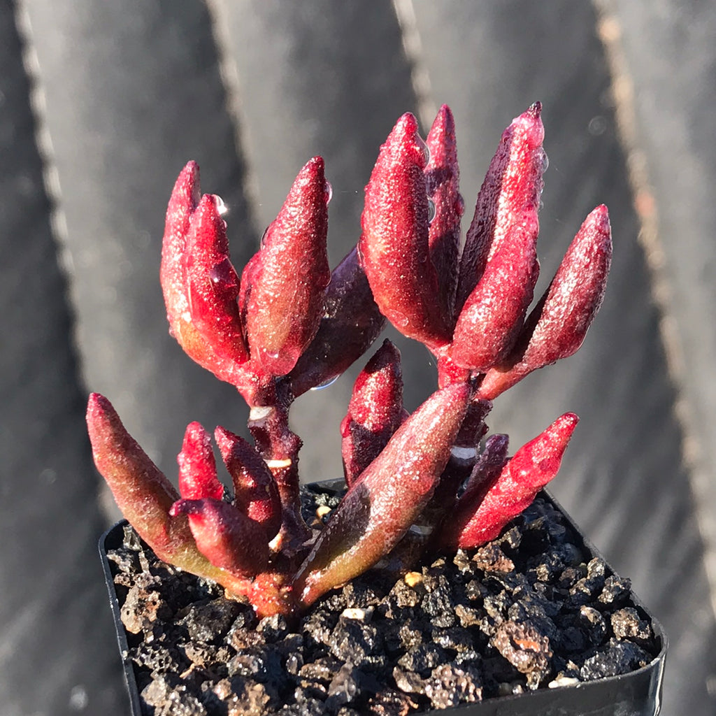 mutated succulent Adromischus filicaulis 'Red Mutation' : Real Live Succulent Cactus Pla – Succulent Zone