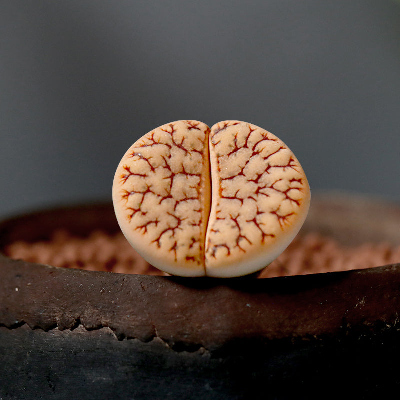 Lithops gracilidelineata subsp. brandbergensis : Real Live Succulent Lithops Pseudotruncatella Plant