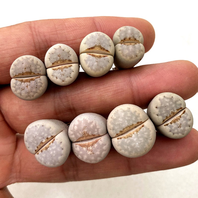 Lithops julii : Real Live Succulent Lithops Pseudotruncatella Plant