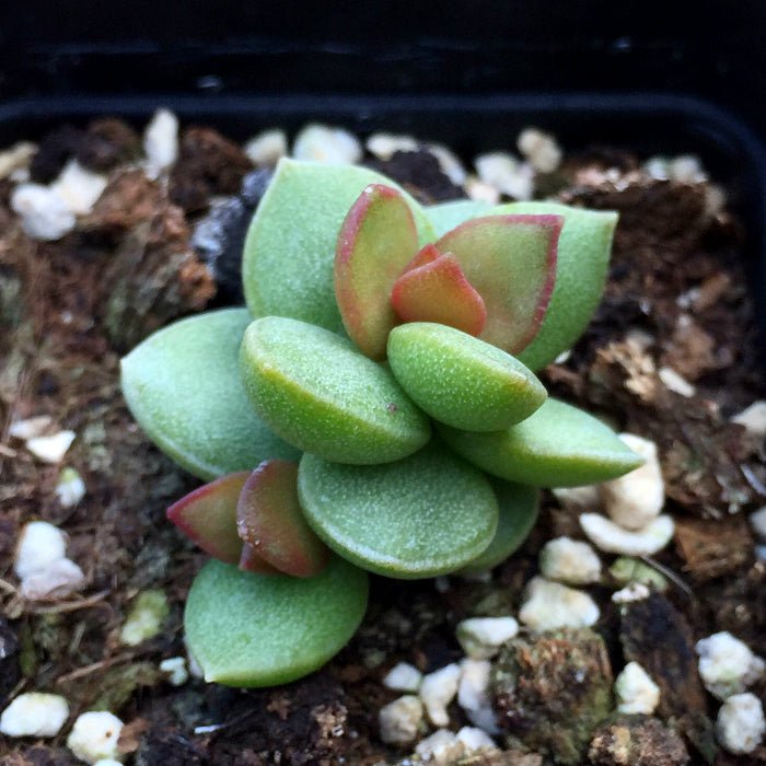 Adromischus subdistichous Witklip : Real Live Succulent Cactus Plant