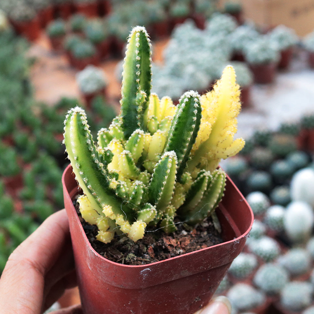 Real Live Succulent Cactus Plant : Cereus cv. Fairy Castle Acanthocereus tetragonus cv. Fairy castle variegata