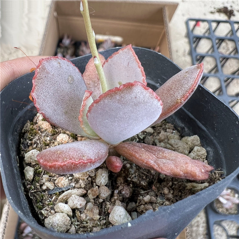 Adromischus schuldthianus 'Vrede Nam' : Real Live Succulent Cactus Plant