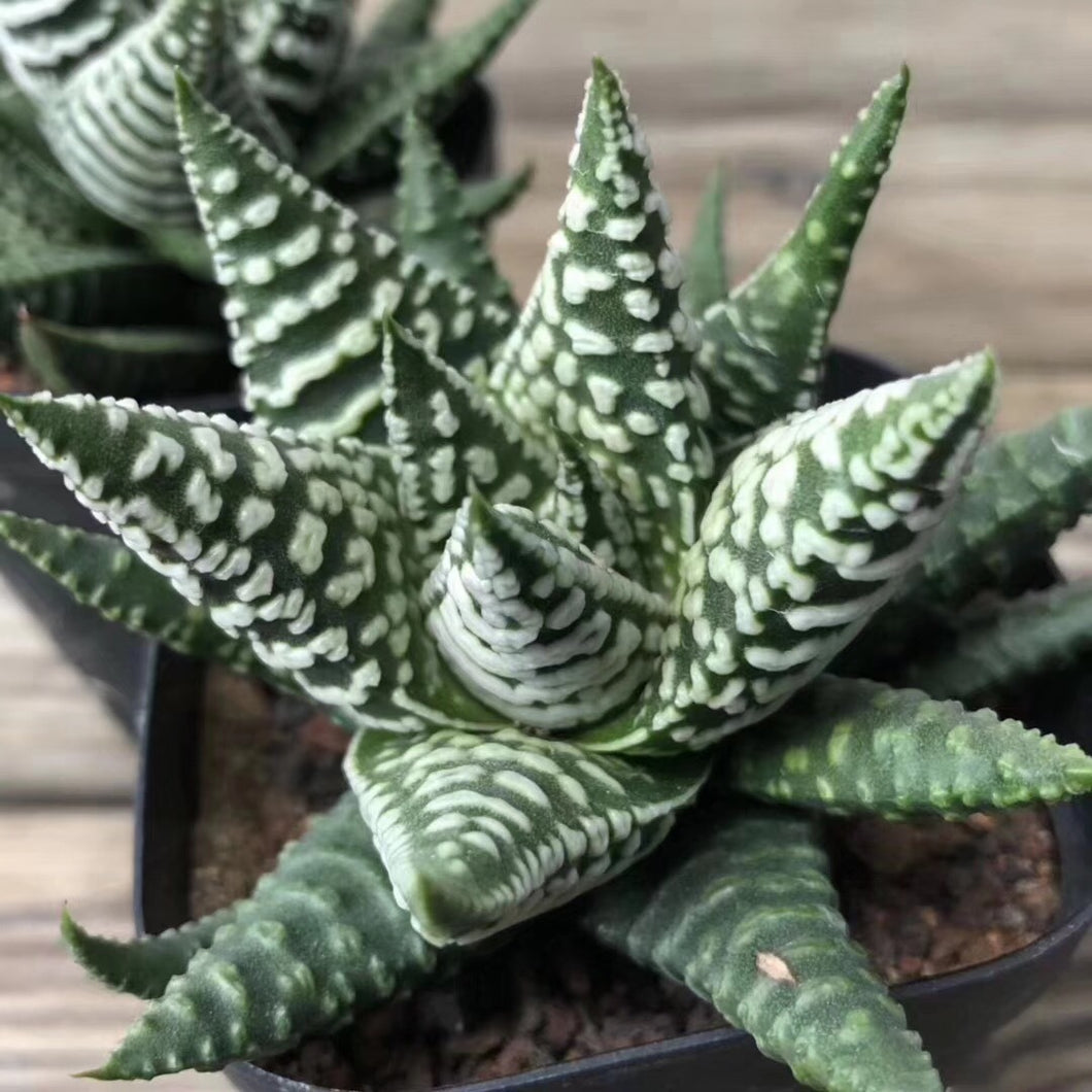 Haworthia 'Red Lion' : Real Live Succulent Cactus Plant