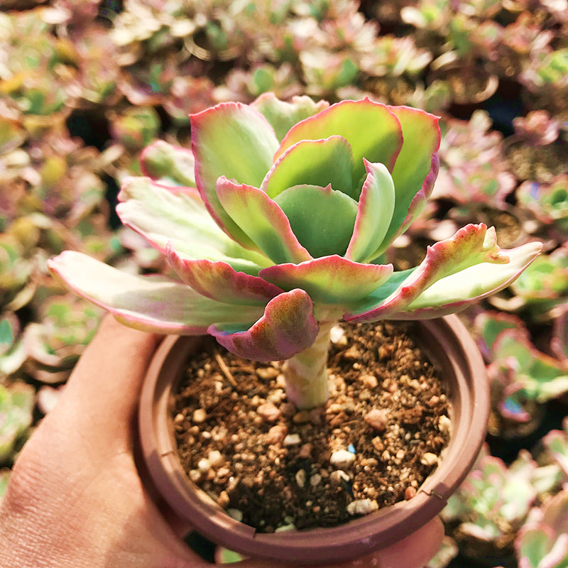 Real Live Succulent Cactus Plant : Echeveria 'Flying Cloud' variegated