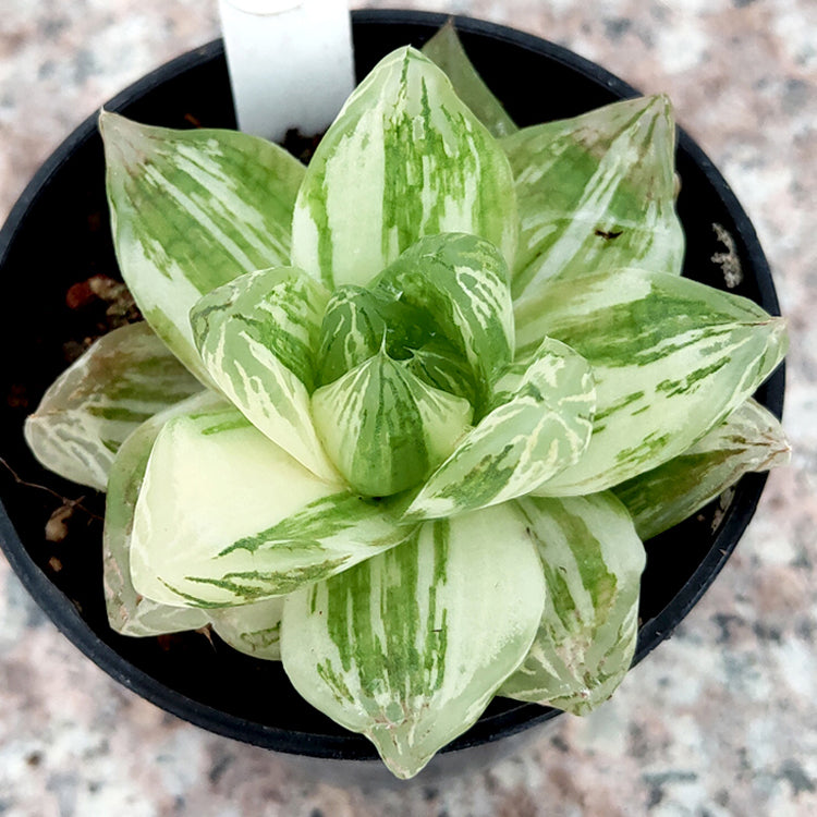 Haworthia cymbiformis 'Kyo-no-Hana-Nishiki' : Real Live Succulent Cactus Plant