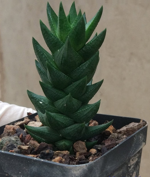 Haworthia coarctata var. tenuis (G. G. Sm.) M. B. Bayer : Real Live Succulent Cactus Plant