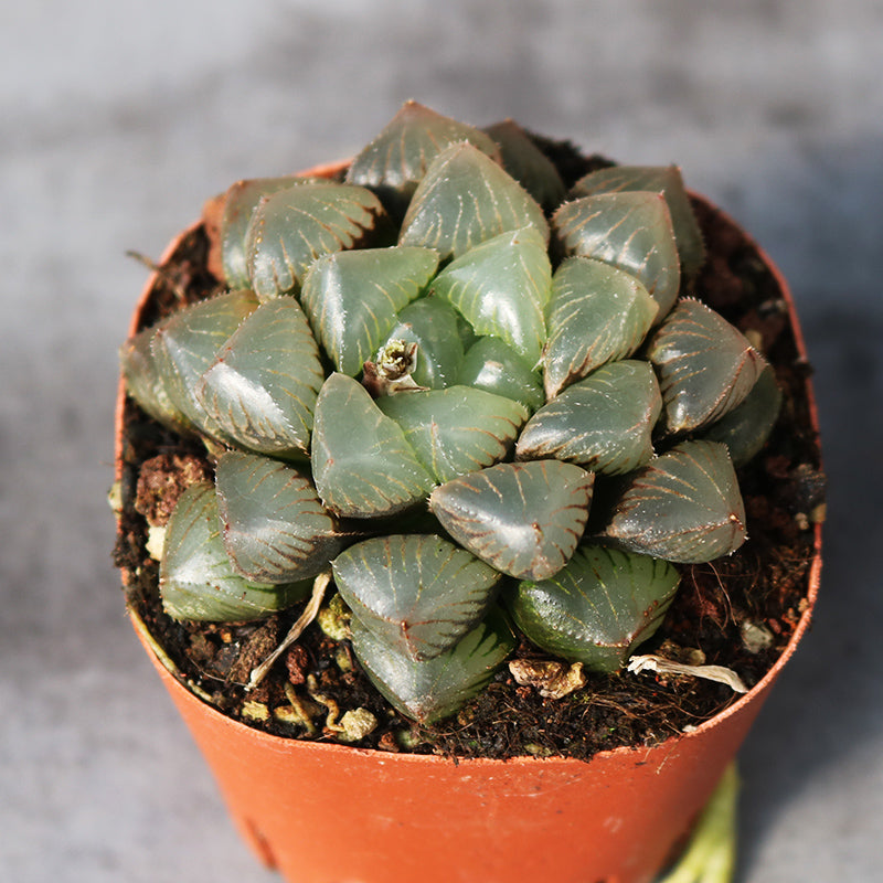 Haworthia 'Glutinous' : Real Live Succulent Cactus Plant