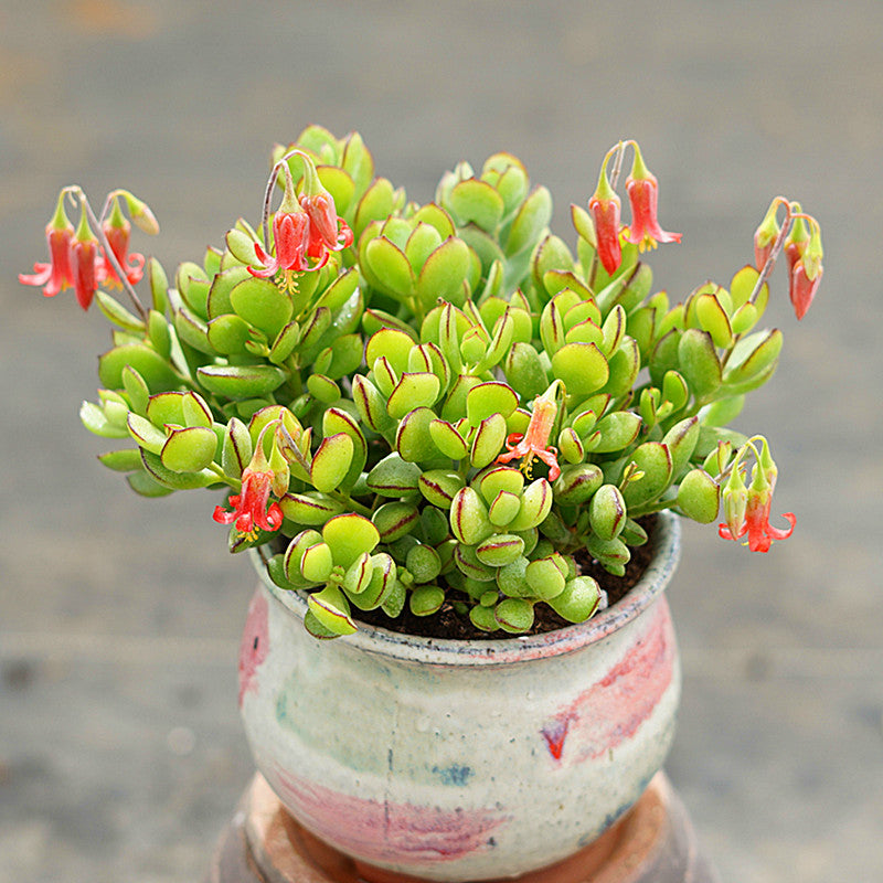 Cotyledon eliseae van Jaarsv. : Real Live Succulent Cactus Plant