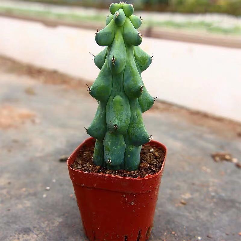 Real Live Succulent Cactus Plant : Myrtillocactus geometrizans