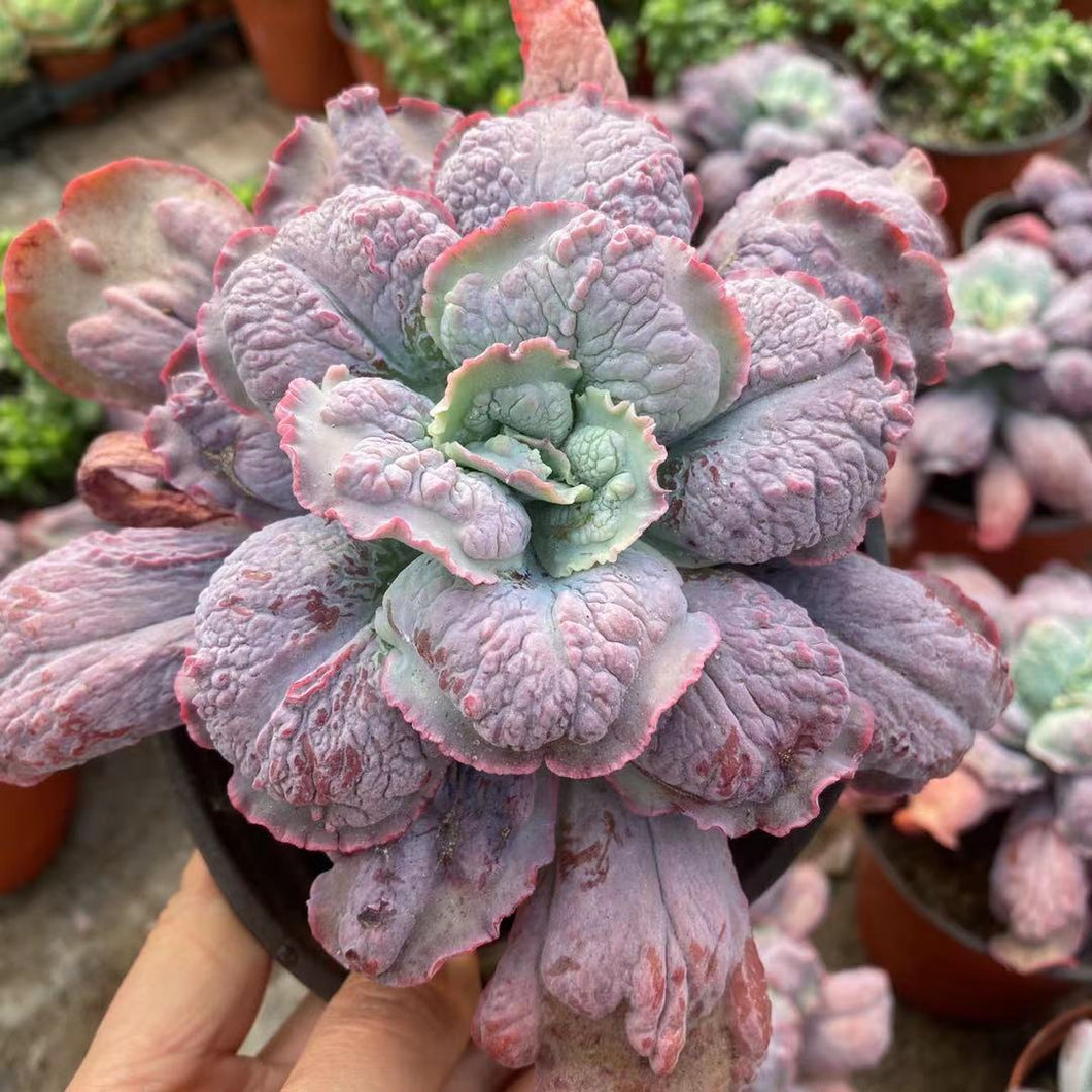 Real Live Succulent Cactus Plant : Echeveria Baron Bold