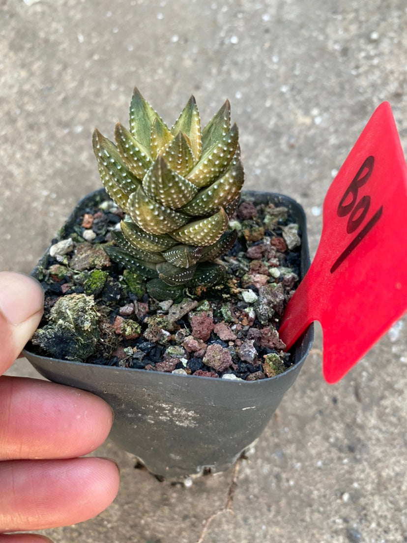 Haworthia coarctata f. chalwinii 'Variegata' : Real Live Succulent Cactus Plant
