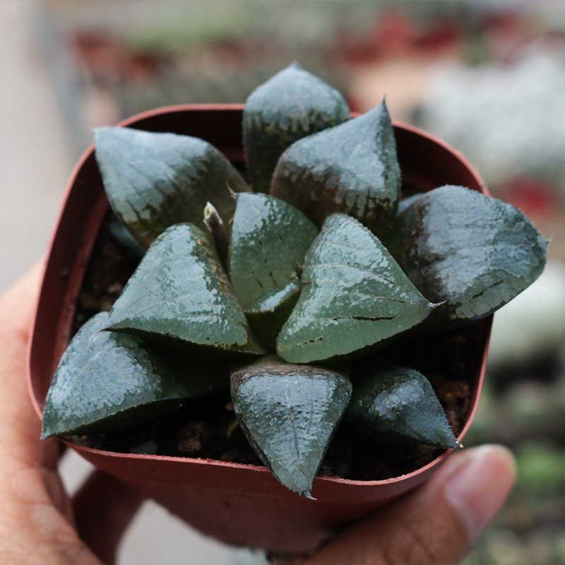 Haworthia comptoniana 'Akan-Ko' : Real Live Succulent Cactus Plant
