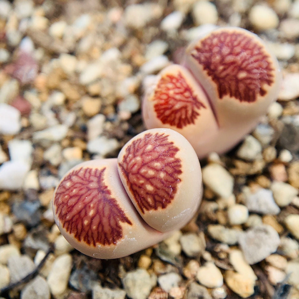 Lithops 'Kikusiyo Giyoku' : Real Live Succulent Lithops Pseudotruncatella Plant