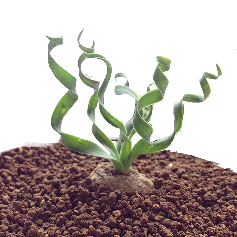 Real Live Succulent Cactus Plant : Albuca namaquensis Baker Spiral Grass