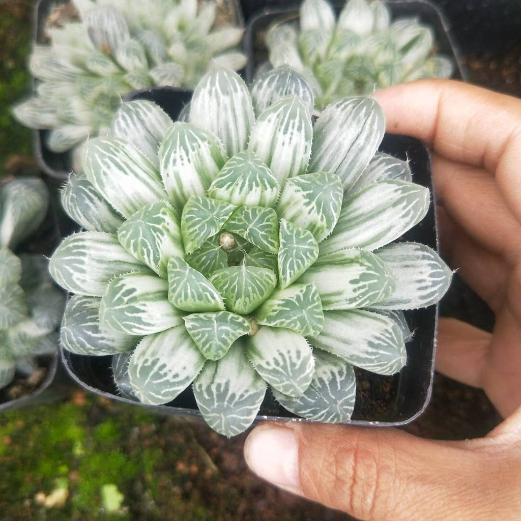 Real Live Succulent Cactus Plant : Haworthia cooperi var. pilifera cv.  variegata