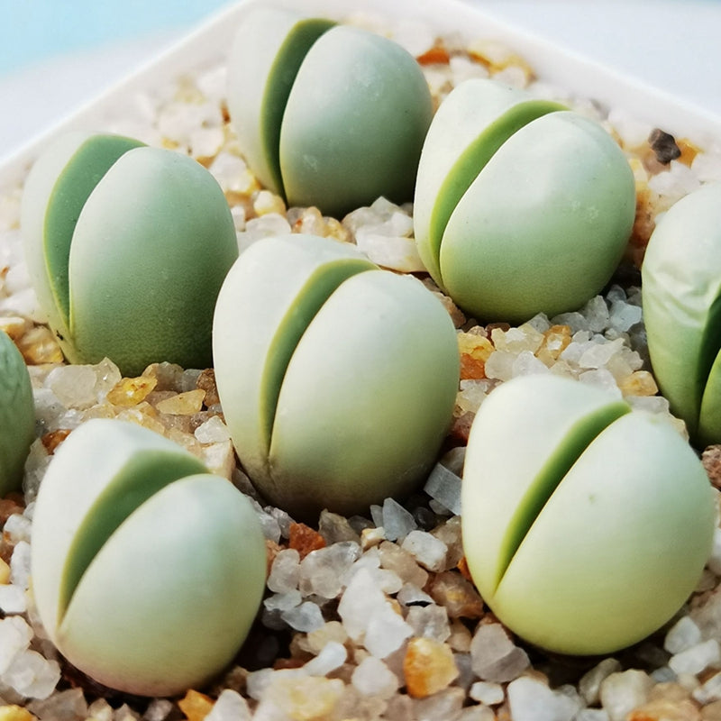 Live Succulent Lithops Cactus Pseudotruncatella Plant : Argyroderma delaetii
