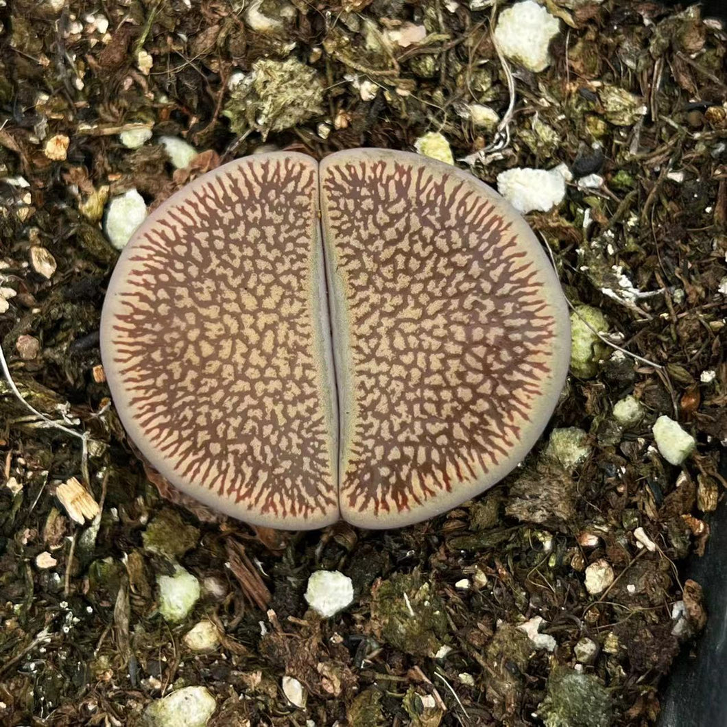 Lithops aucampiae subsp. euniceae var. fluninalis cv. : Real Live Succulent Lithops Pseudotruncatella Plant
