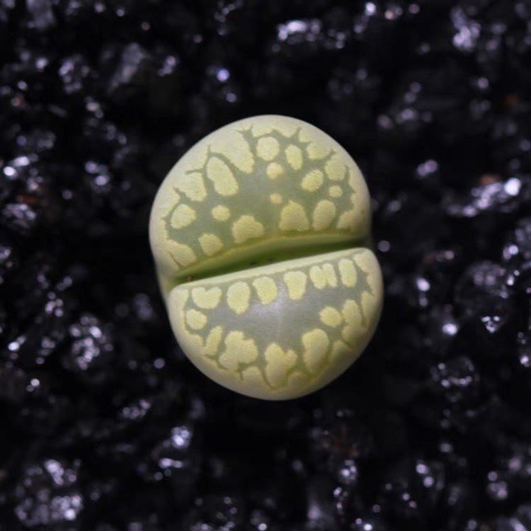 Lithops otzeniana Nel : Real Live Succulent Lithops Pseudotruncatella Plant