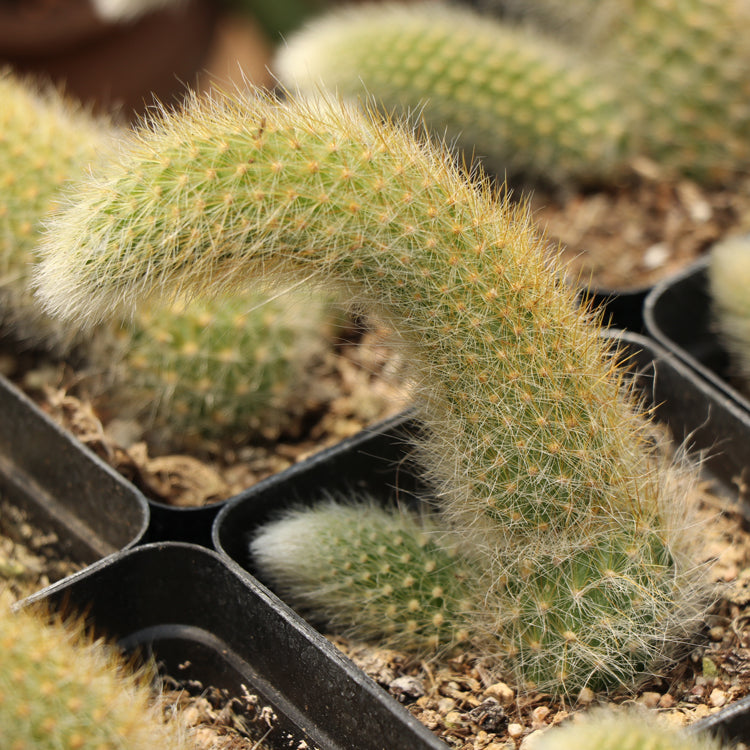 Real Live Succulent Cactus Plant : Cleistocactus Colademononis Monkey's tail Rat Tail