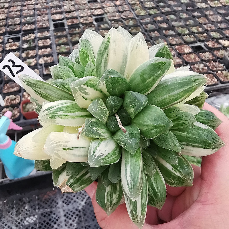 Haworthia cooperi var. pilifera 'Variegata' : Real Live Succulent Cactus Plant
