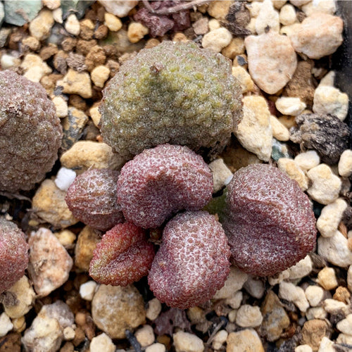 Adromischus marianae var. herrei 'Cream Fruit' : Real Live Succulent Cactus Plant