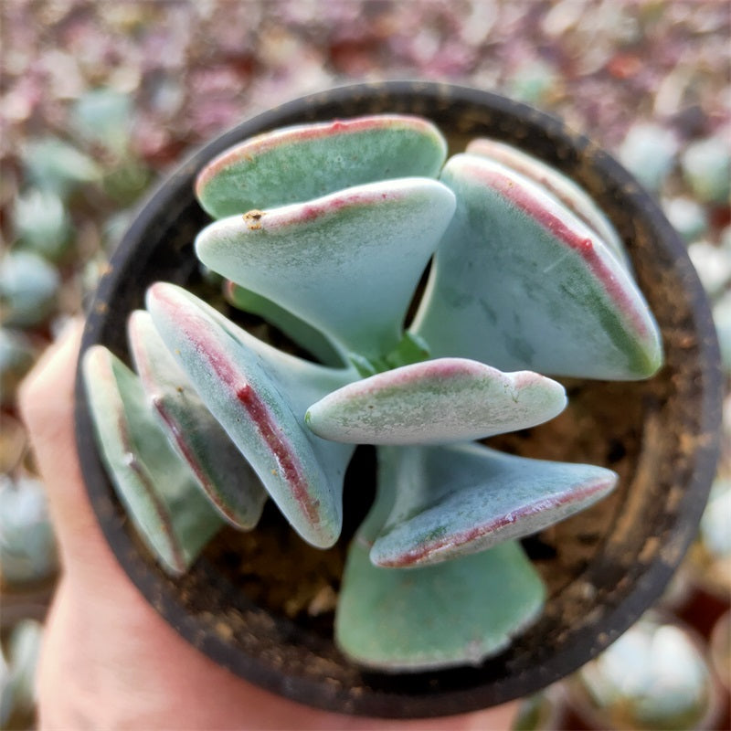Cotyledon orbiculata 'Yomeiri Musume' : Real Live Succulent Cactus Plant