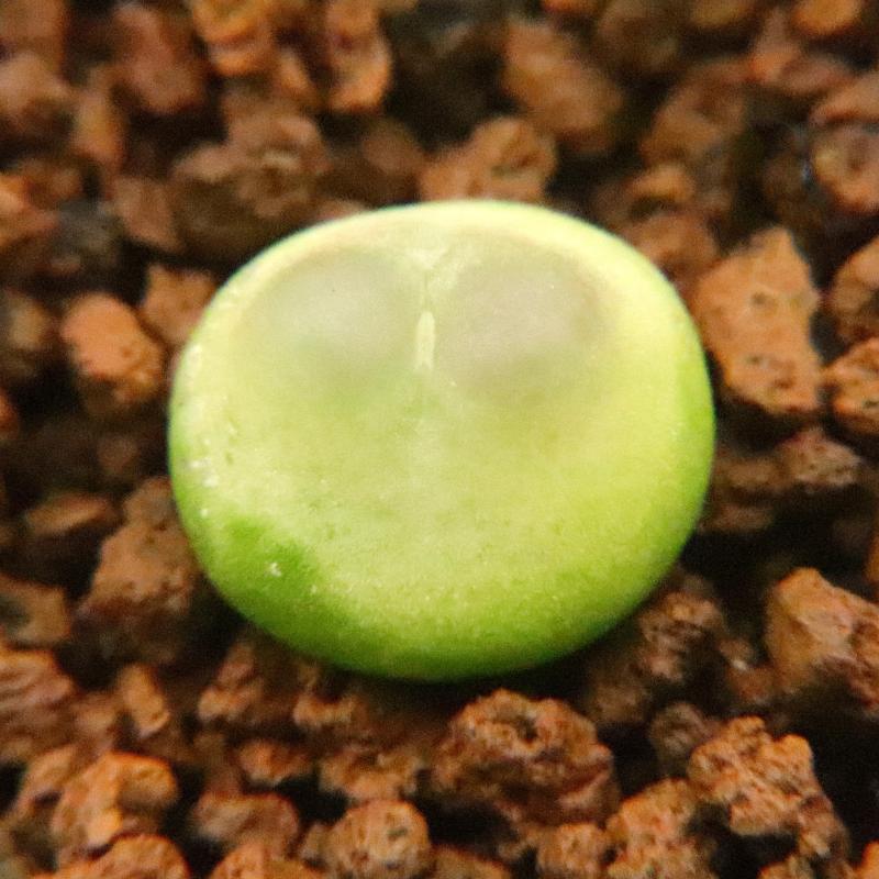 Conophytum ratum S. A. Hammer : Real Live Succulent Cactus Plant