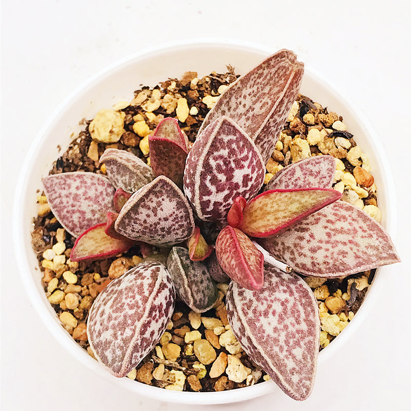 Adromischus marianae 'Red Peace' : Real Live Succulent Cactus Plant
