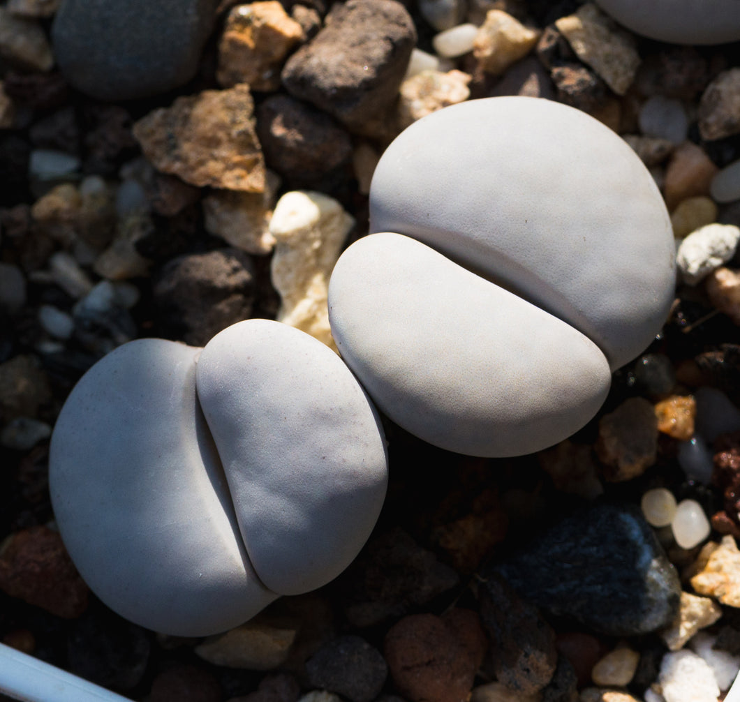 L. pseudotruncatella ssp. groendrayensis cv. : Real Live Succulent Lithops Pseudotruncatella Plant