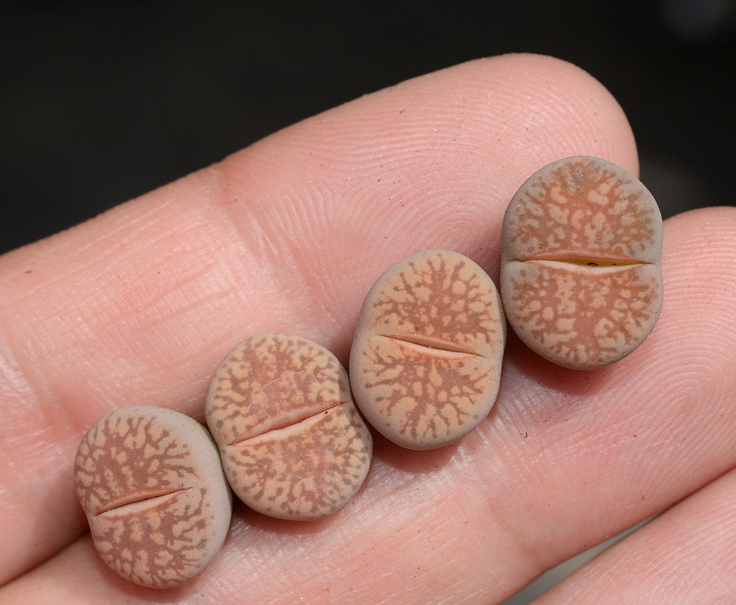 Lithops gesinae de Boer : Real Live Succulent Lithops Pseudotruncatella Plant