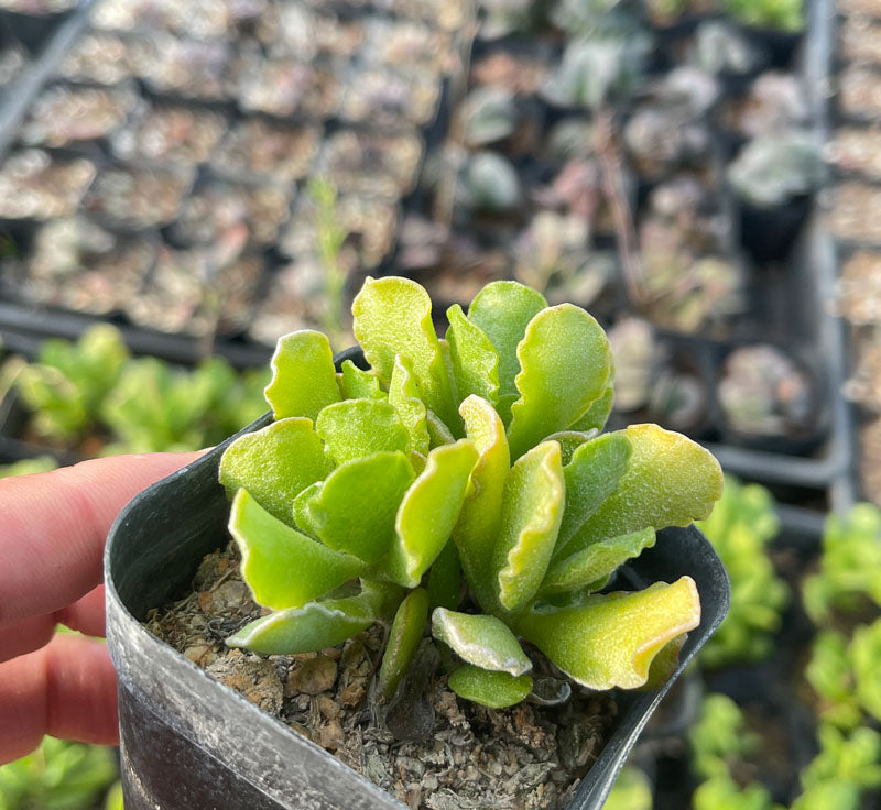 Adromischus cristatus var. zeyherii : Real Live Succulent Cactus Plant