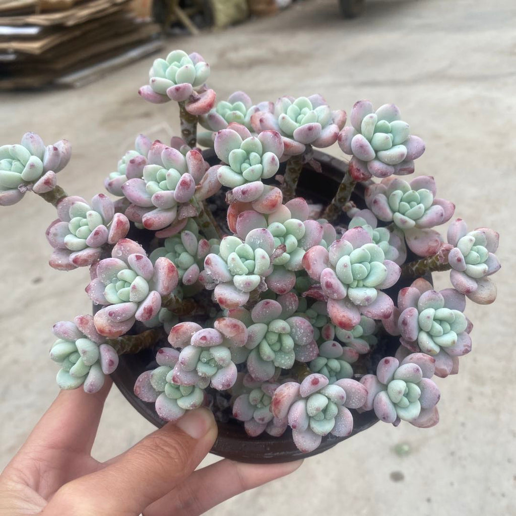 clavatum succulent Real Live Succulent Cactus Plant : Sedum clavatum Cluster – Succulent Zone
