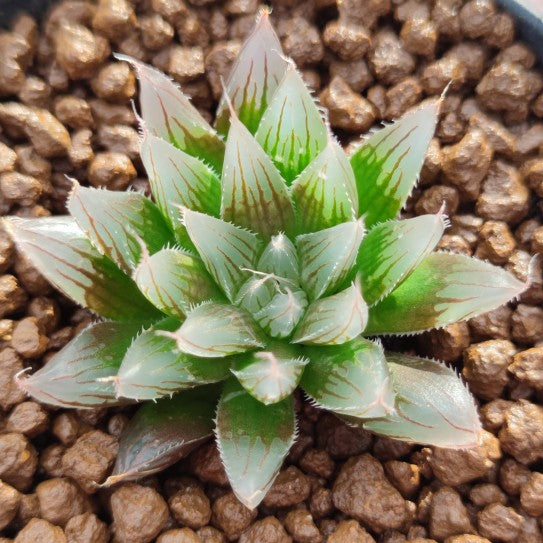 Haworthia spechsii : Real Live Succulent Cactus Plant