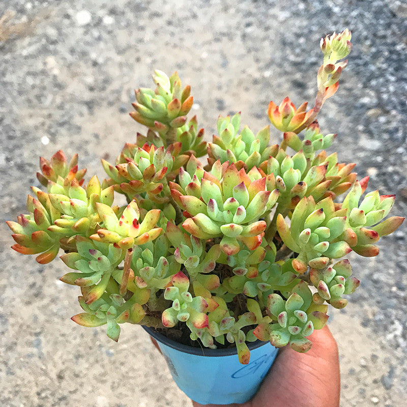 Real Live Succulent Cactus Plant : Graptosedum Little Beauty