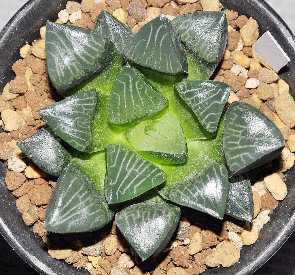 Haworthia 'Hanakage' : Real Live Succulent Cactus Plant