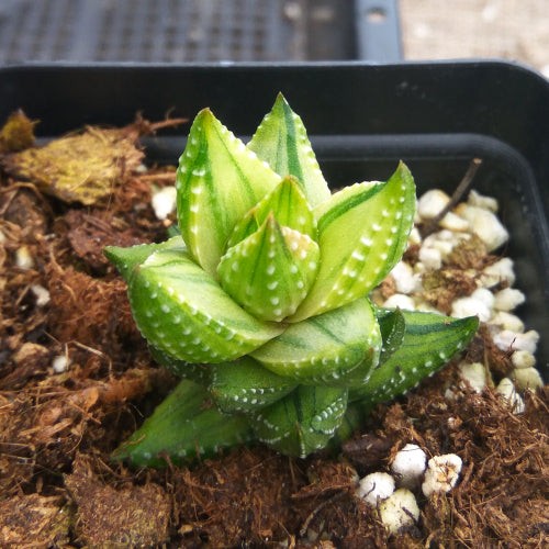 Haworthia coarctata Haw. variegated : Real Live Succulent Cactus Plant