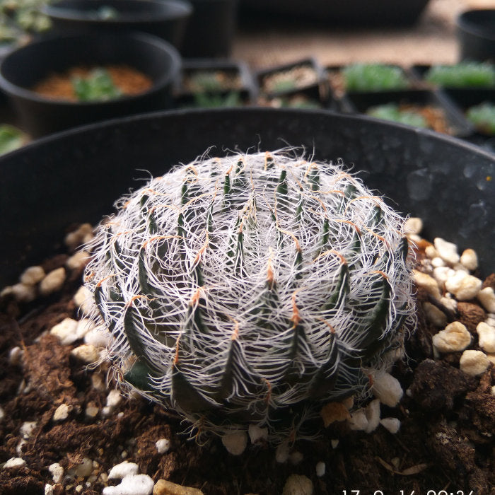 Haworthia arachnoidea 'Dimorphoides' : Real Live Succulent Cactus Plant