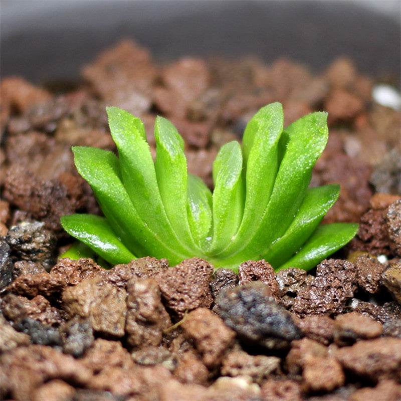 Haworthia truncata 'Grass' : Real Live Succulent Cactus Plant