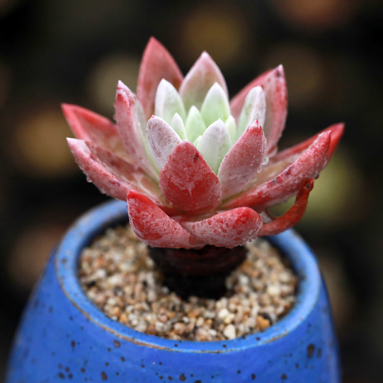 Dudleya caespitosa (Haw.) Britton et Rose : Real Live Succulent Cactus Plant