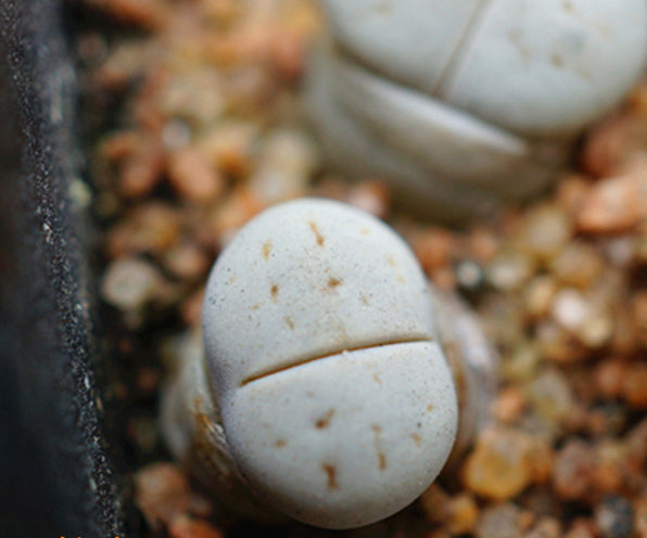 Lithops ruschiorum (Dinter et Schwantes) N. E. Br. : Real Live Succulent Lithops Pseudotruncatella Plant
