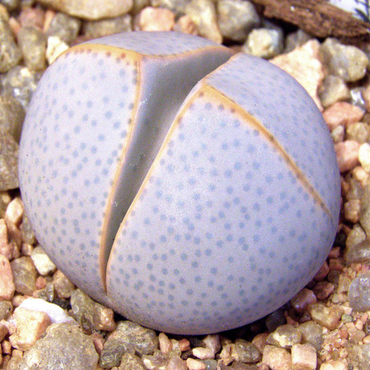 Dinteranthus inexpectatus (Dinter) Schwantes : Real Live Succulent Lithops Pseudotruncatella Plant