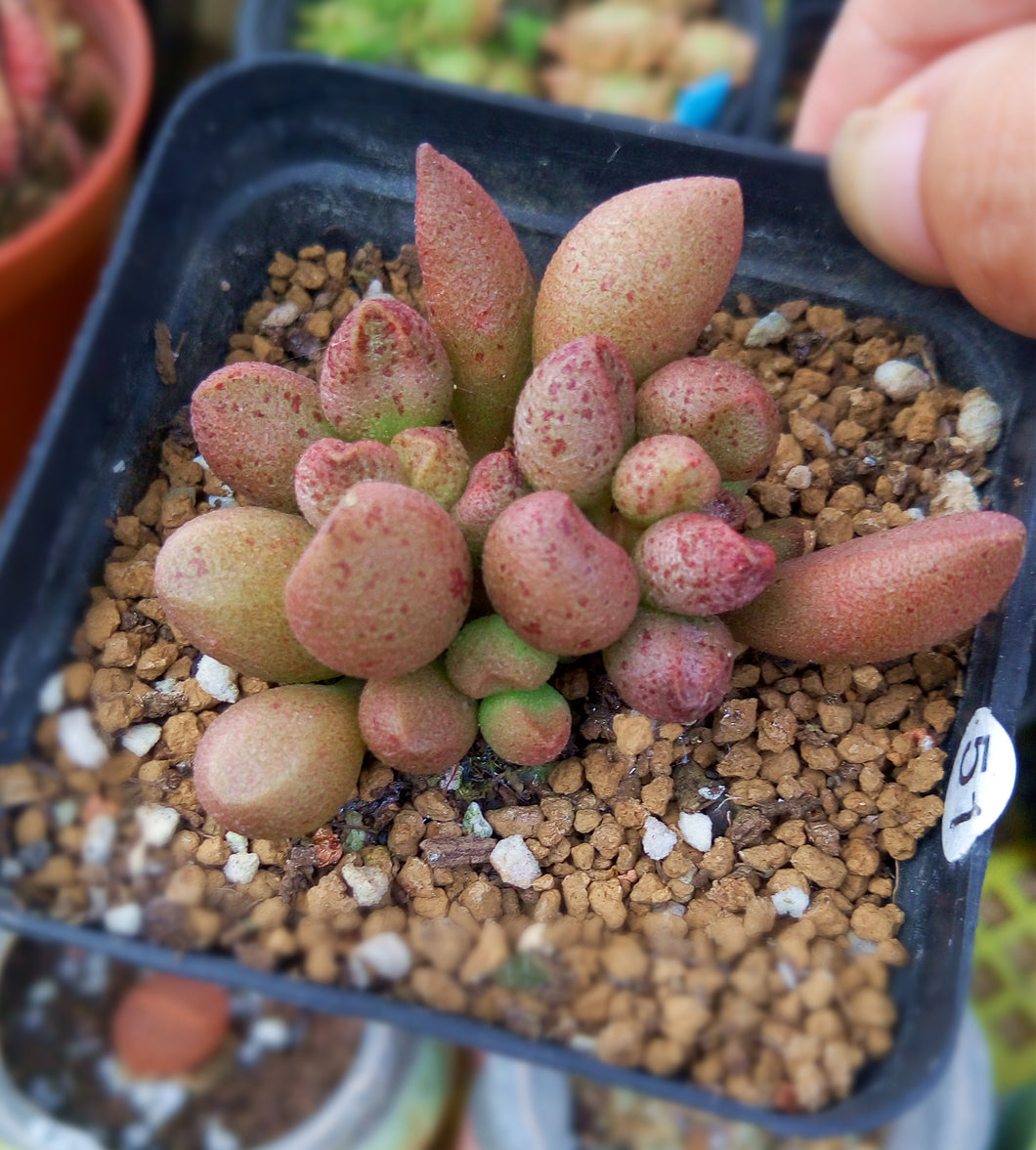 Adromischus marianae var. herrei 'Coffee Bean' : Real Live Succulent Cactus Plant