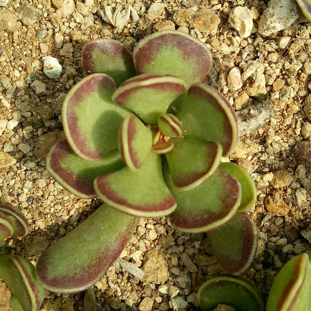 Adromischus caryophyllaceus (Burm. f.) Lem. : Real Live Succulent Cactus Plant