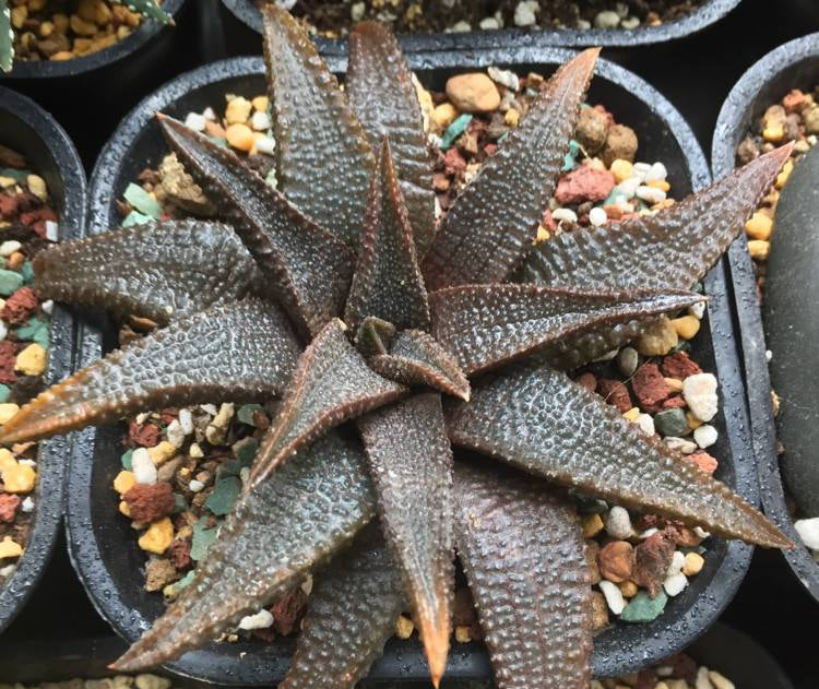 Haworthia koelmaniorum Oberm. et D. S. Hardy : Real Live Succulent Cactus Plant